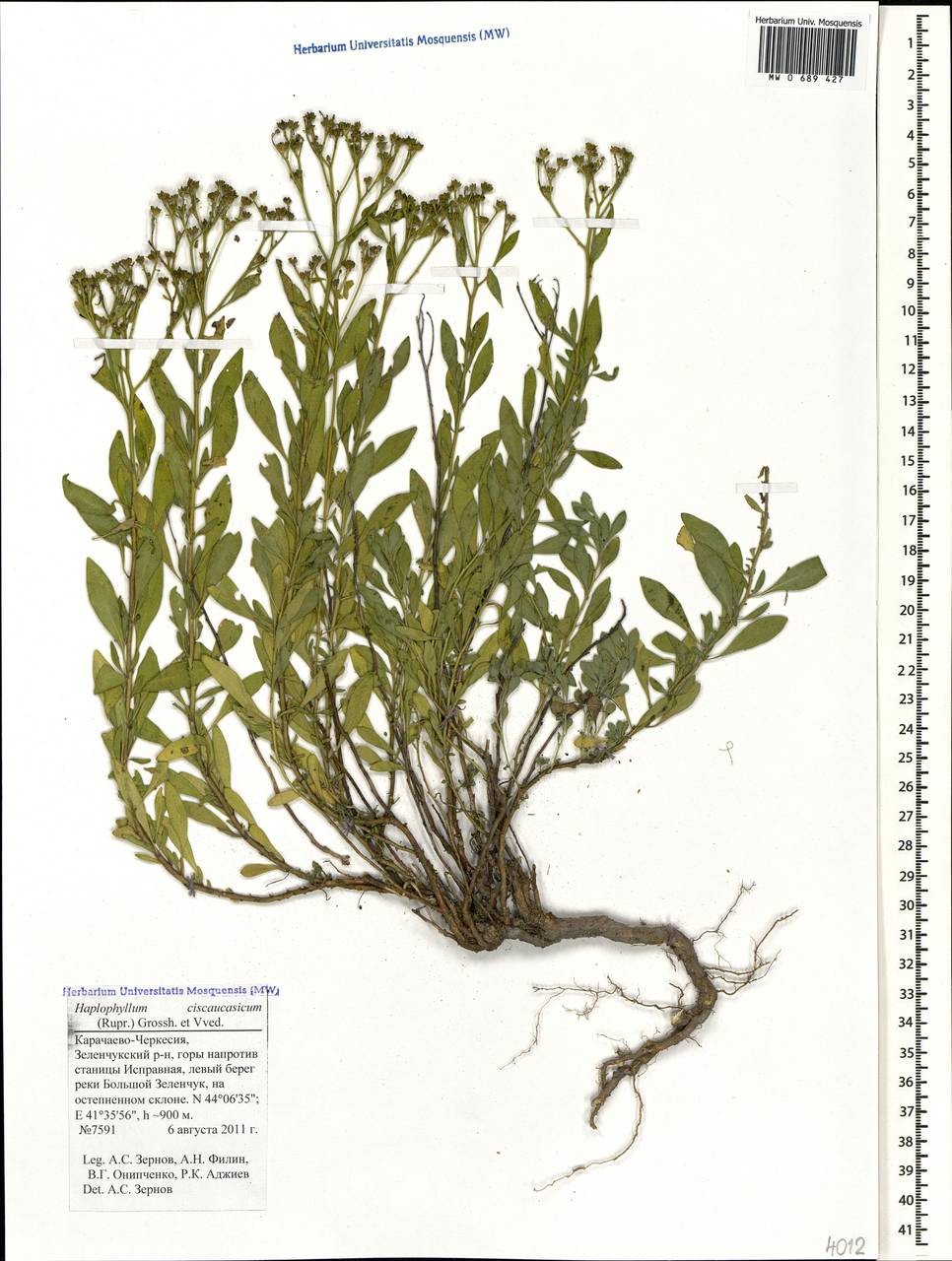 Haplophyllum ciscaucasicum (Rupr.) Grossh. & Vved., Caucasus, Stavropol Krai, Karachay-Cherkessia & Kabardino-Balkaria (K1b) (Russia)