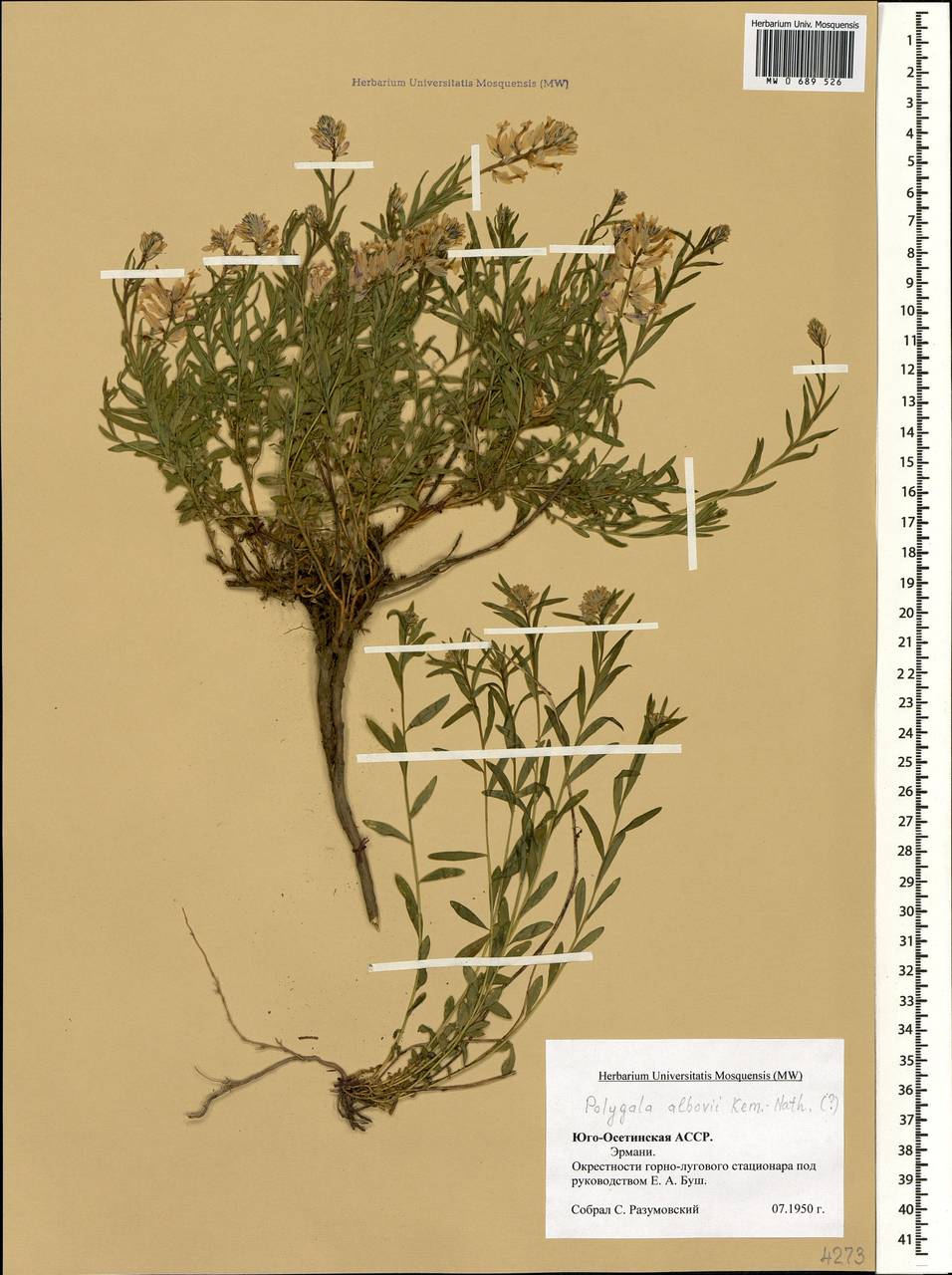 Polygala albowii Kemul.-Nath., Caucasus, South Ossetia (K4b) (South Ossetia)