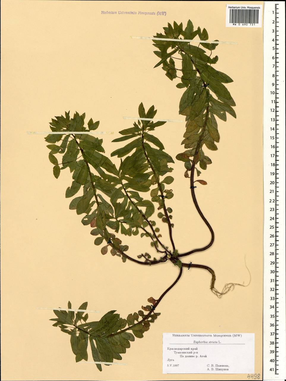 Euphorbia stricta L., Caucasus, Black Sea Shore (from Novorossiysk to Adler) (K3) (Russia)