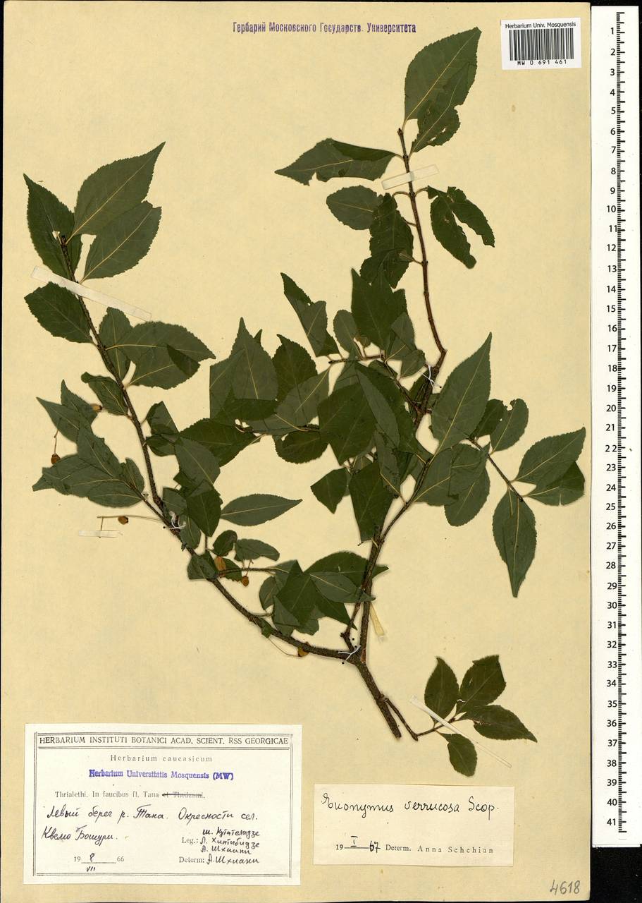 Euonymus verrucosus Scop., Caucasus, Georgia (K4) (Georgia)