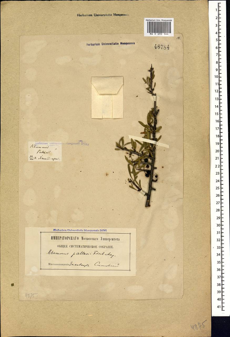 Rhamnus erythroxyloides subsp. erythroxyloides, Caucasus, Georgia (K4) (Georgia)