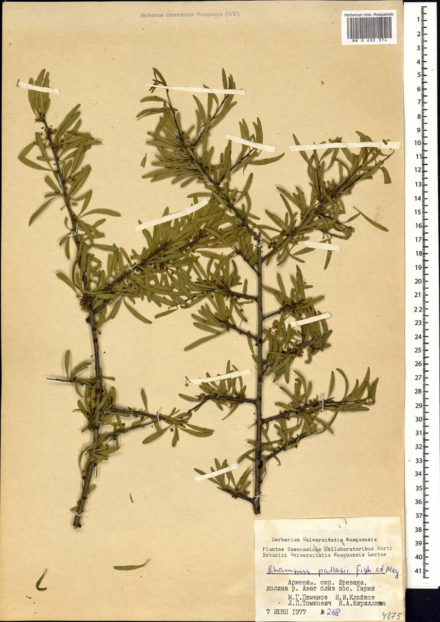 Rhamnus erythroxyloides subsp. erythroxyloides, Caucasus, Armenia (K5) (Armenia)