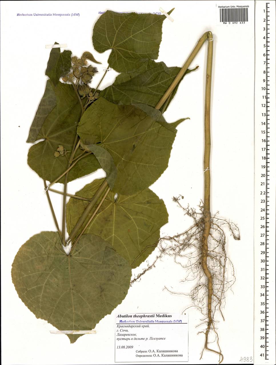 Abutilon theophrasti medik