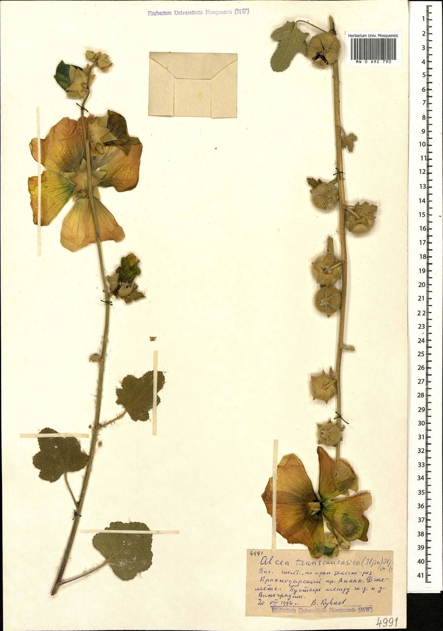 Alcea transcaucasica (Iljin) Iljin, Caucasus, Krasnodar Krai & Adygea (K1a) (Russia)
