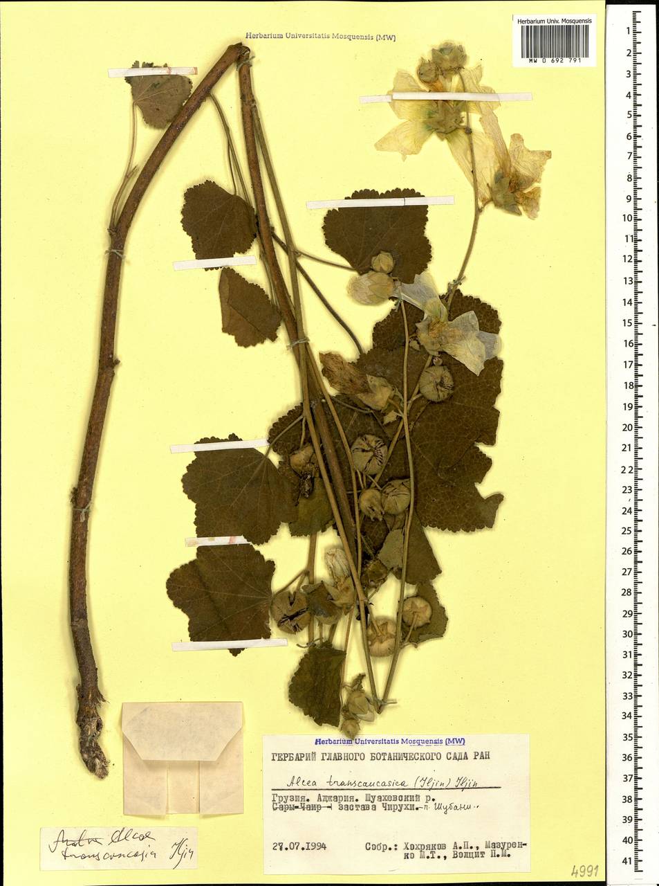 Alcea transcaucasica (Iljin) Iljin, Caucasus, Georgia (K4) (Georgia)