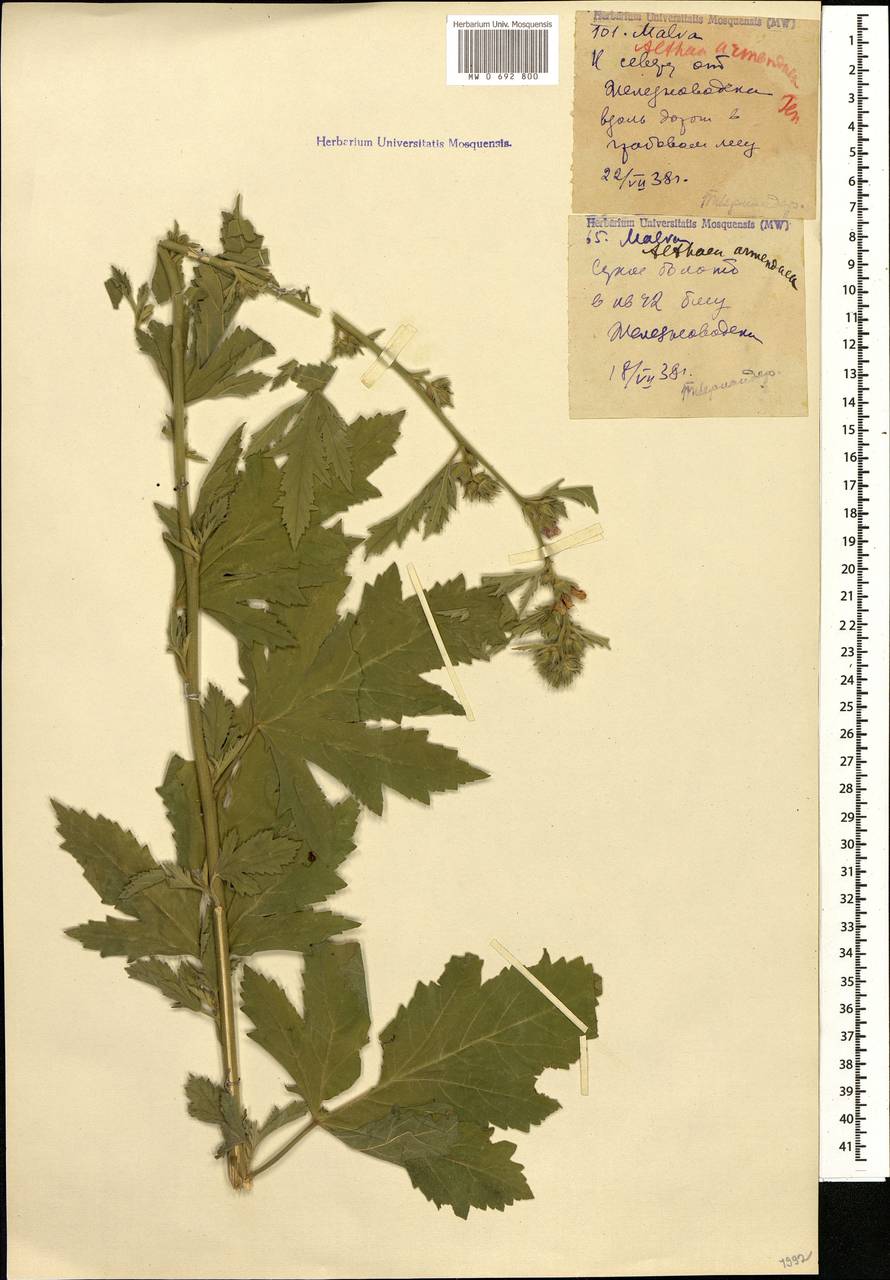 Althaea armeniaca Ten., Caucasus, Stavropol Krai, Karachay-Cherkessia & Kabardino-Balkaria (K1b) (Russia)