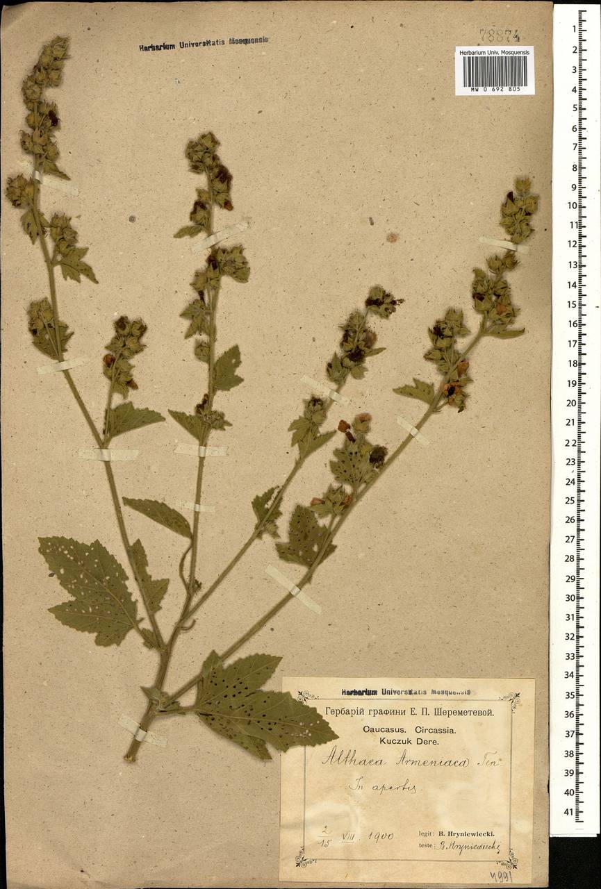 Althaea armeniaca Ten., Caucasus, Black Sea Shore (from Novorossiysk to Adler) (K3) (Russia)