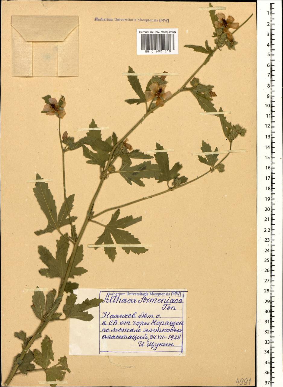 Althaea armeniaca Ten., Caucasus, Azerbaijan (K6) (Azerbaijan)