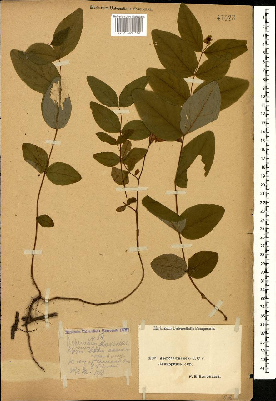 Hypericum androsaemum L., Caucasus, Azerbaijan (K6) (Azerbaijan)