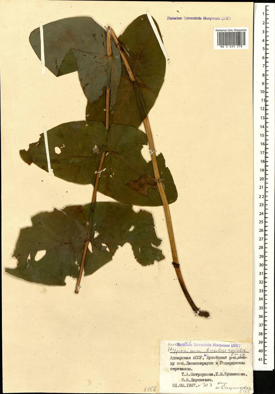 Hypericum bupleuroides Griseb., Caucasus, Georgia (K4) (Georgia)