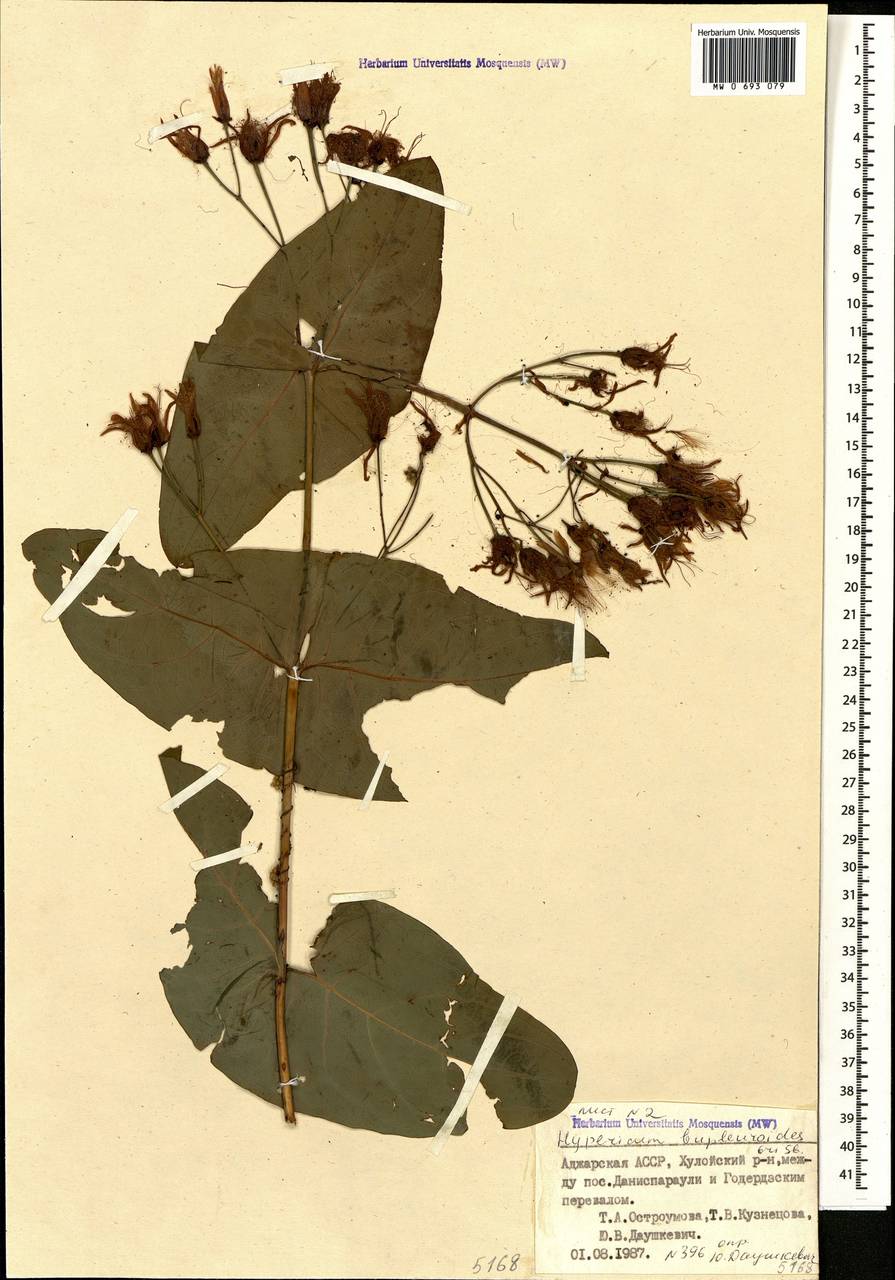 Hypericum bupleuroides Griseb., Caucasus, Georgia (K4) (Georgia)