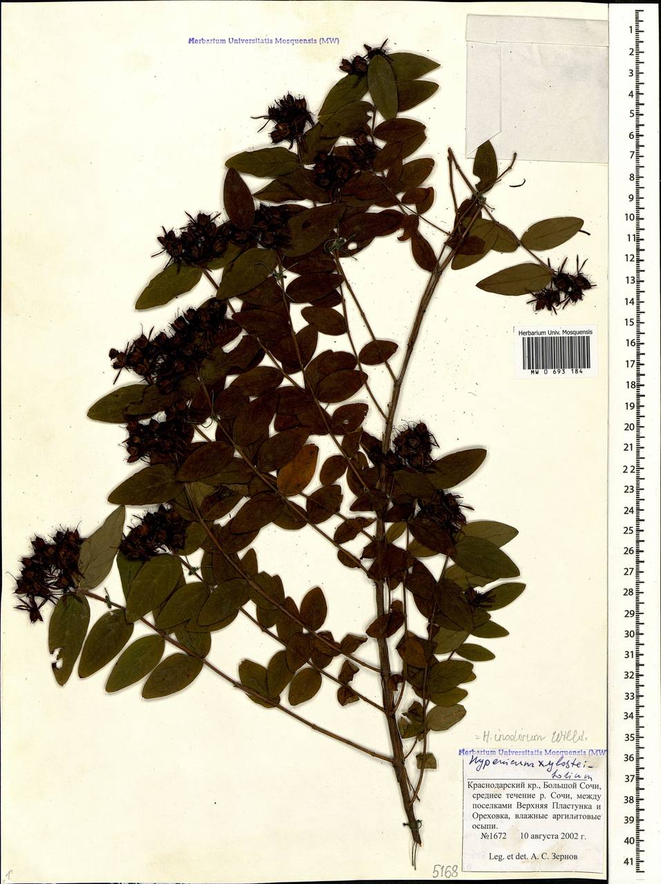 Hypericum xylosteifolium (Spach) N.Robson, Caucasus, Black Sea Shore (from Novorossiysk to Adler) (K3) (Russia)