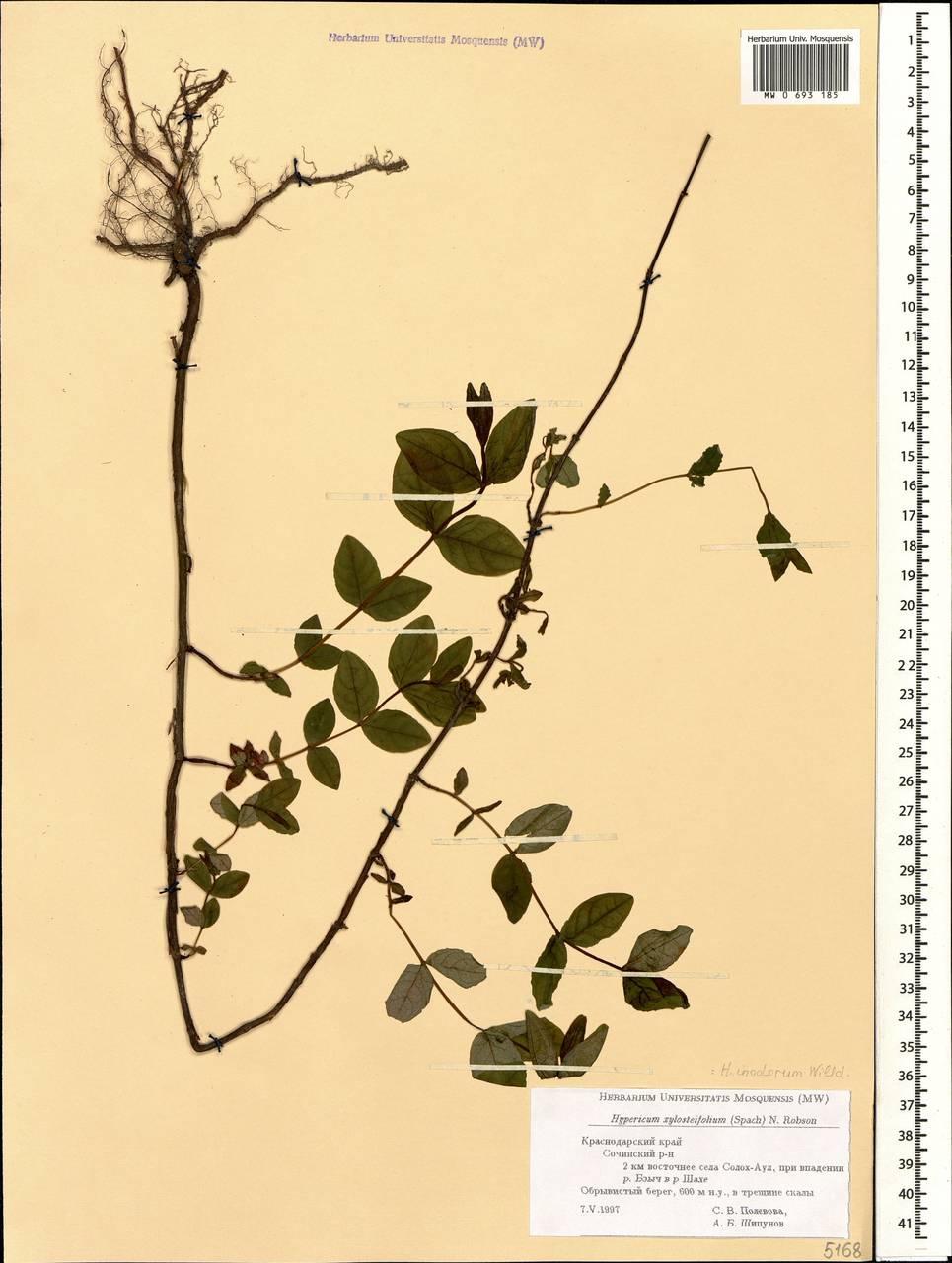 Hypericum xylosteifolium (Spach) N.Robson, Caucasus, Black Sea Shore (from Novorossiysk to Adler) (K3) (Russia)