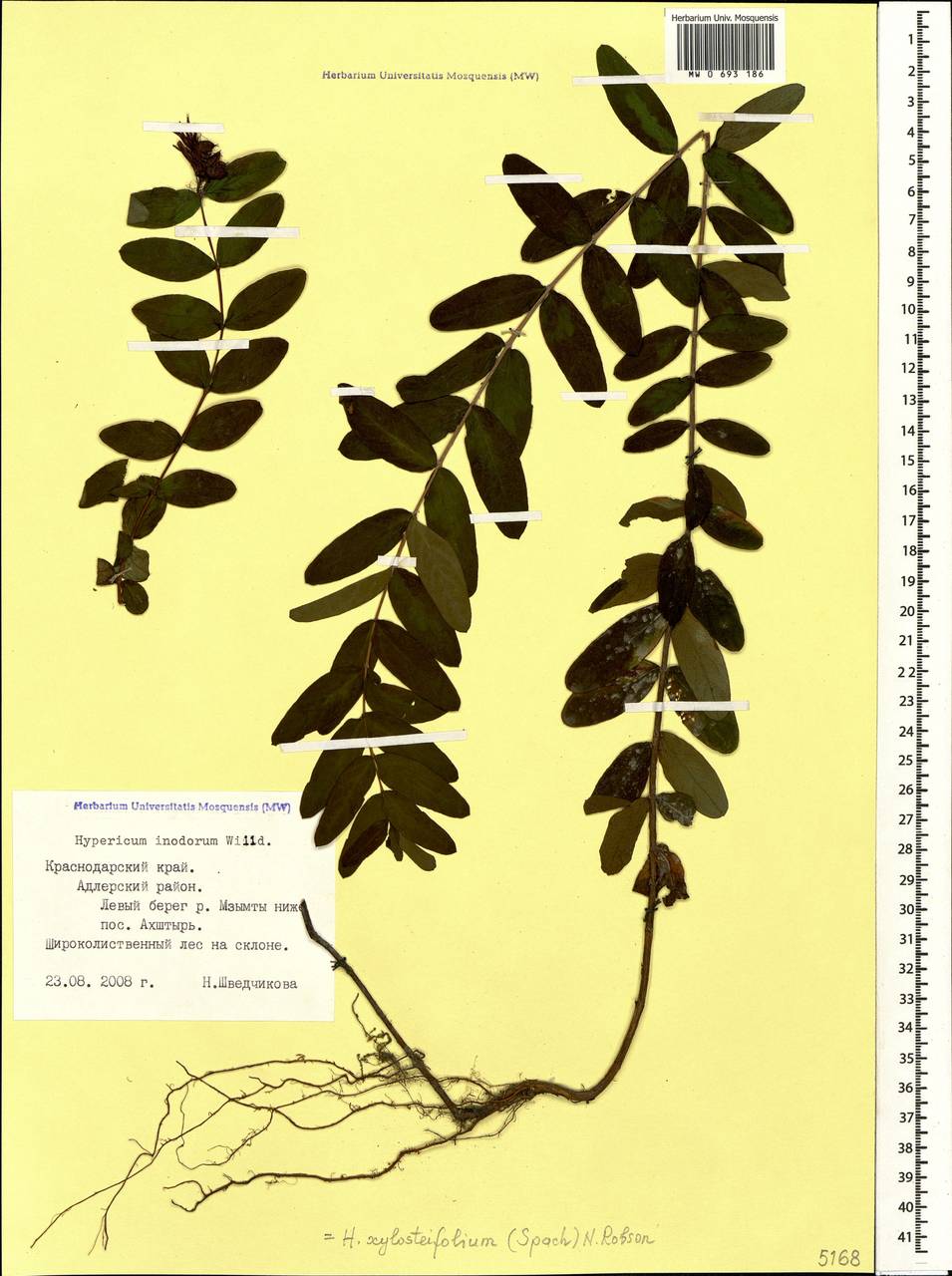 Hypericum xylosteifolium (Spach) N.Robson, Caucasus, Black Sea Shore (from Novorossiysk to Adler) (K3) (Russia)