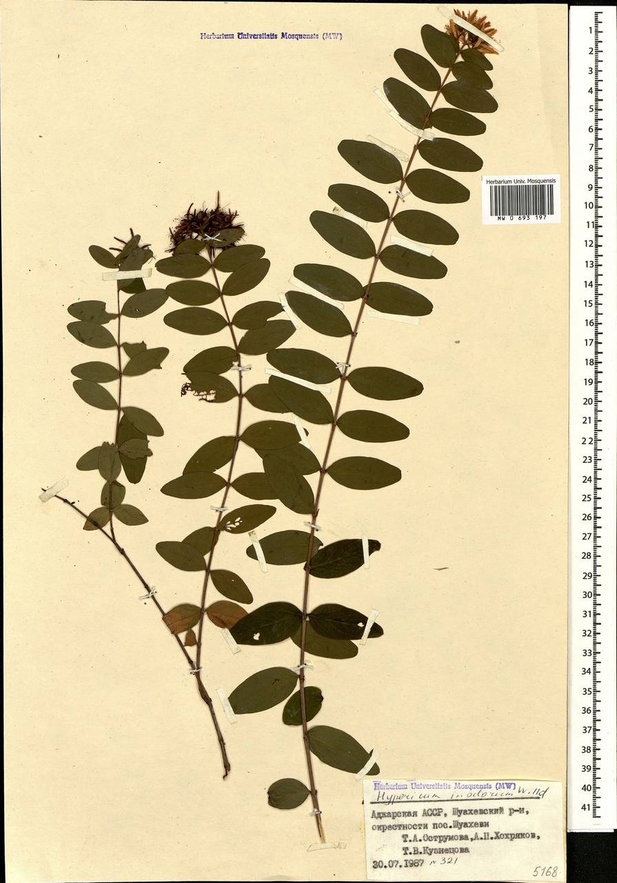 Hypericum xylosteifolium (Spach) N.Robson, Caucasus, Georgia (K4) (Georgia)