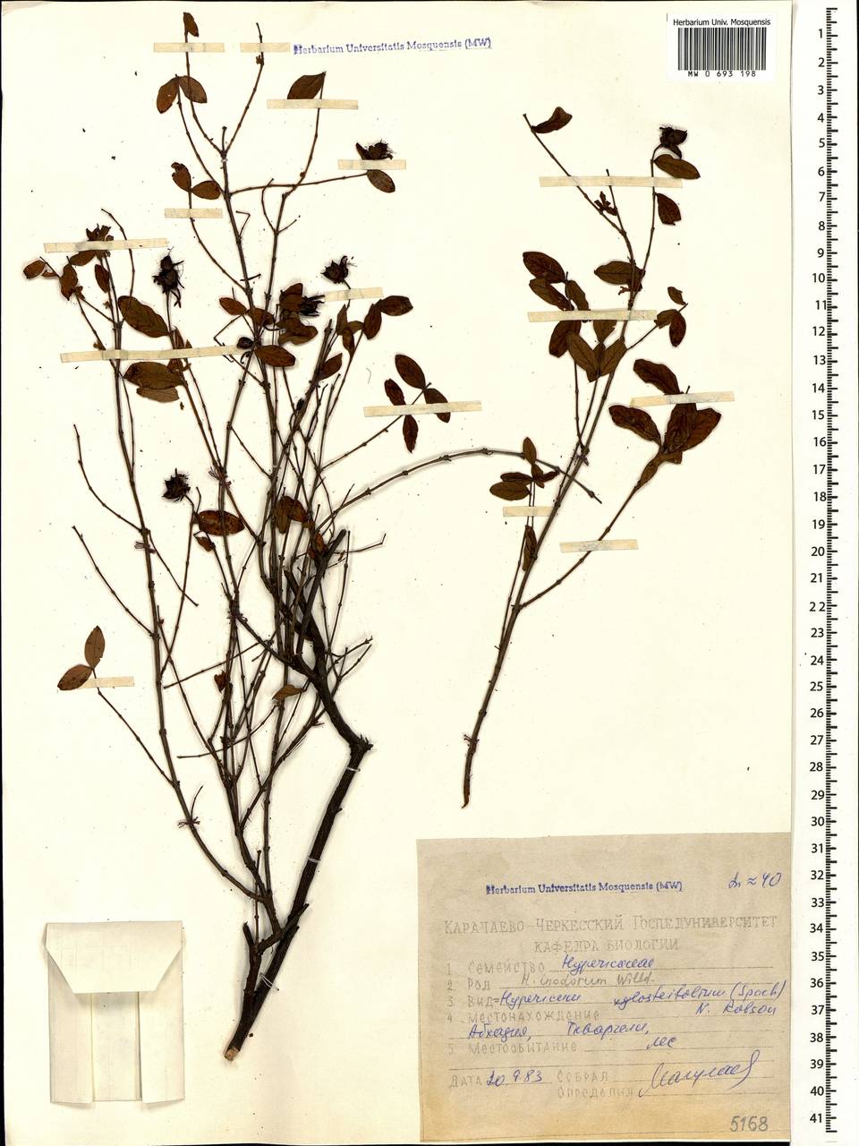 Hypericum xylosteifolium (Spach) N.Robson, Caucasus, Abkhazia (K4a) (Abkhazia)
