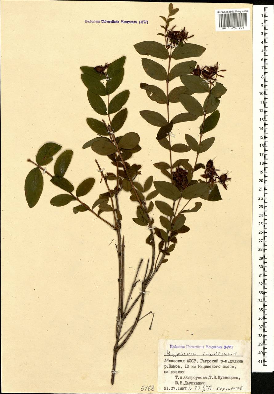 Hypericum xylosteifolium (Spach) N.Robson, Caucasus, Abkhazia (K4a) (Abkhazia)