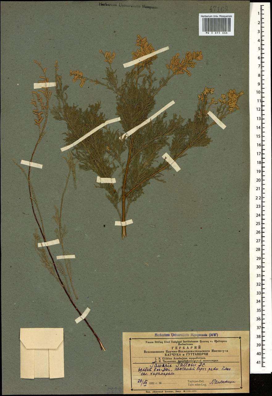 Tamarix ramosissima Ledeb., Caucasus, Azerbaijan (K6) (Azerbaijan)