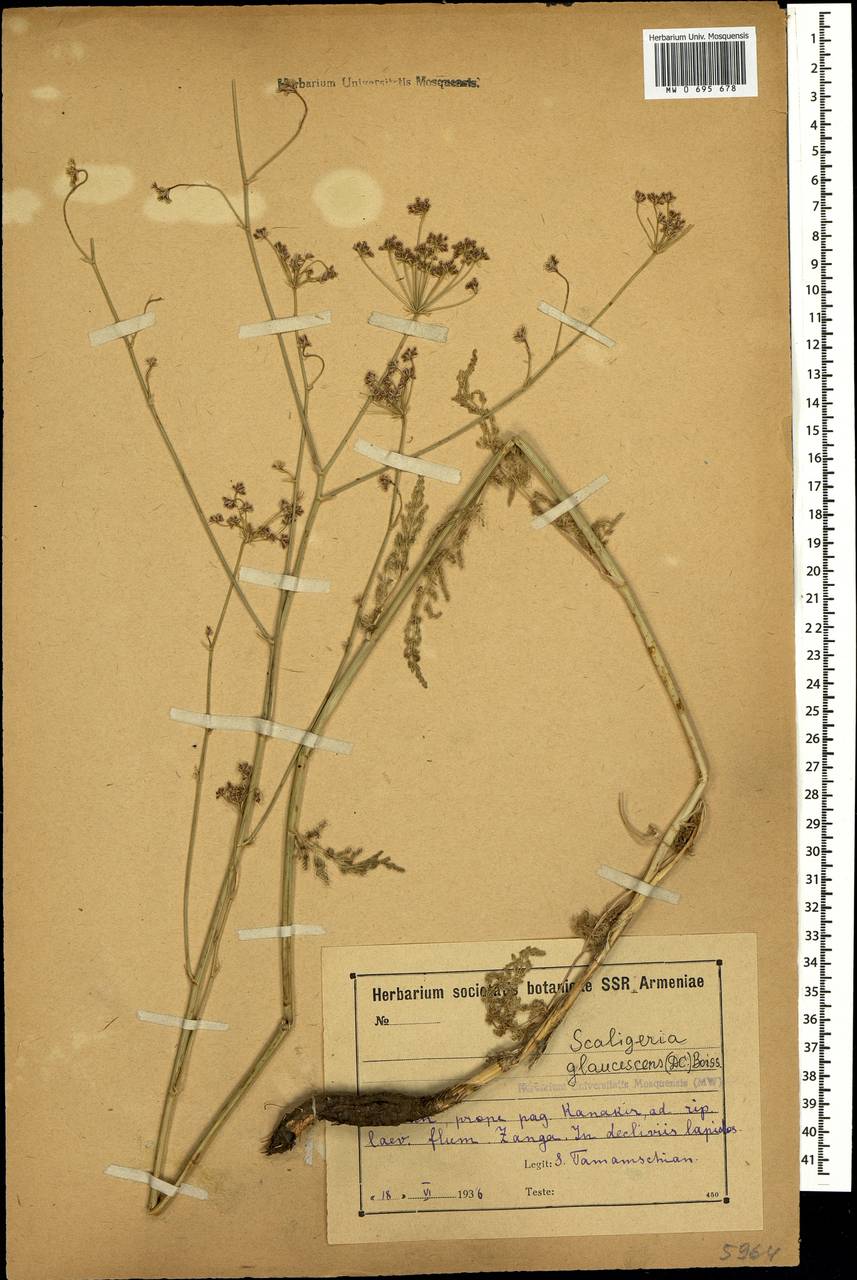 Scaligeria glaucescens (DC.) Boiss., Caucasus, Armenia (K5) (Armenia)