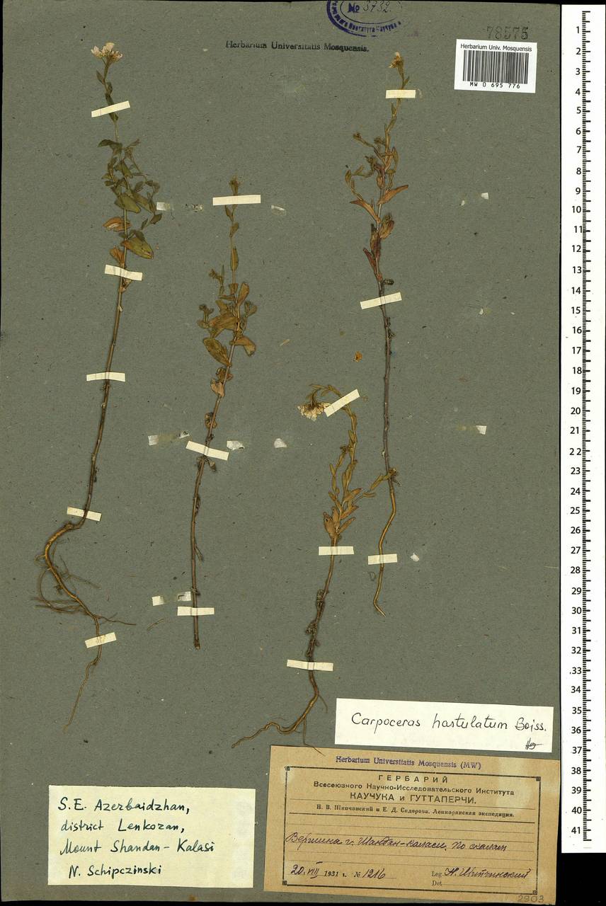Noccaea hastulata (DC.) Steud., Caucasus, Azerbaijan (K6) (Azerbaijan)