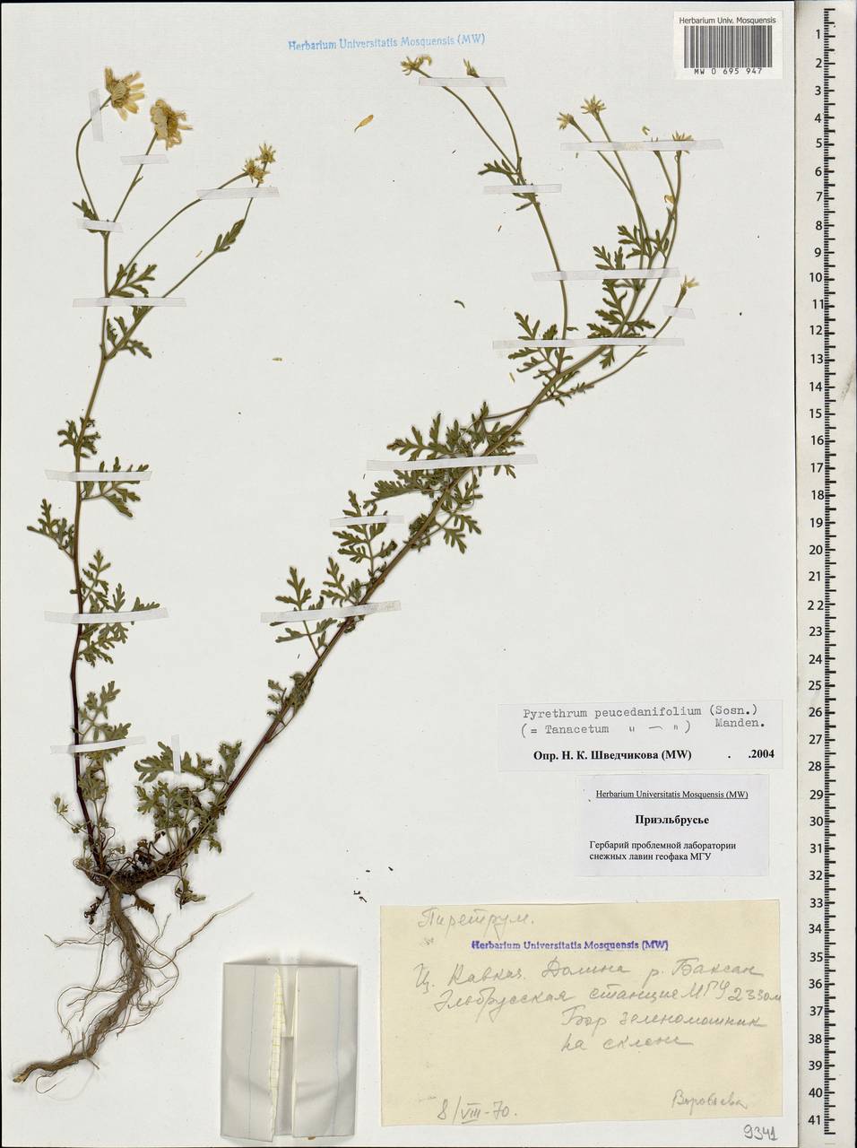 Tanacetum peucedanifolium (Sosn.) K. Bremer & Humphries, Caucasus, Stavropol Krai, Karachay-Cherkessia & Kabardino-Balkaria (K1b) (Russia)