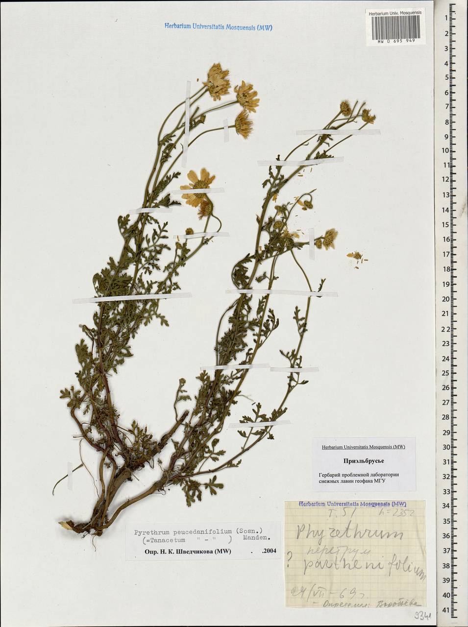 Tanacetum peucedanifolium (Sosn.) K. Bremer & Humphries, Caucasus, Stavropol Krai, Karachay-Cherkessia & Kabardino-Balkaria (K1b) (Russia)