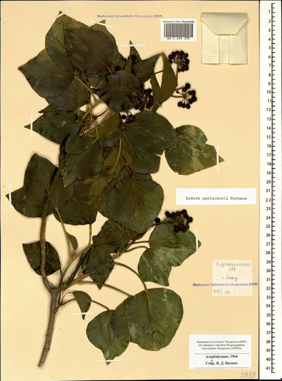 Hedera pastuchovii Woronow ex Woronow, Caucasus, Azerbaijan (K6) (Azerbaijan)