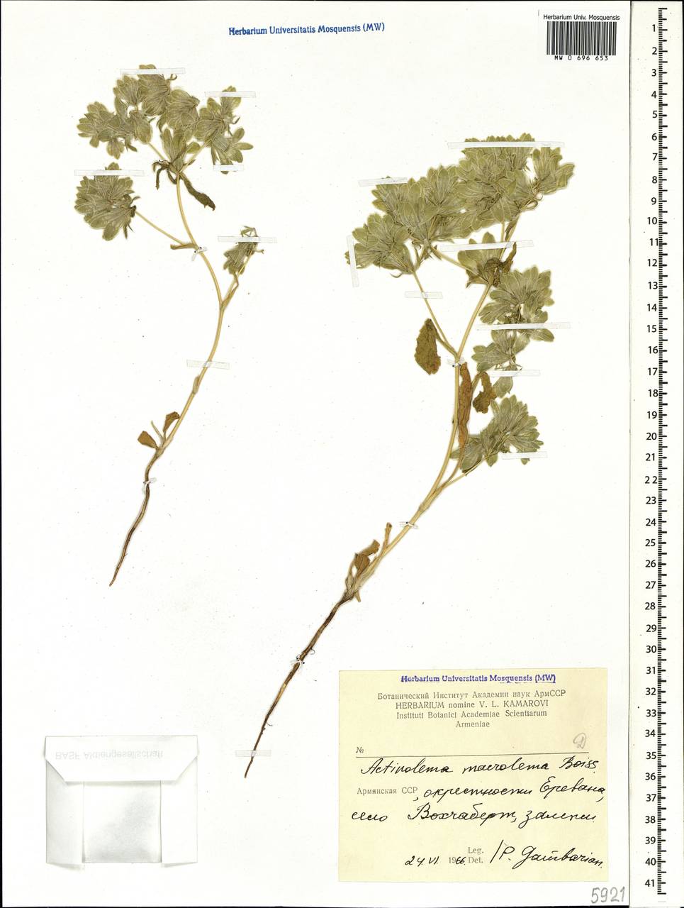 Actinolema macrolema Boiss., Caucasus, Armenia (K5) (Armenia)