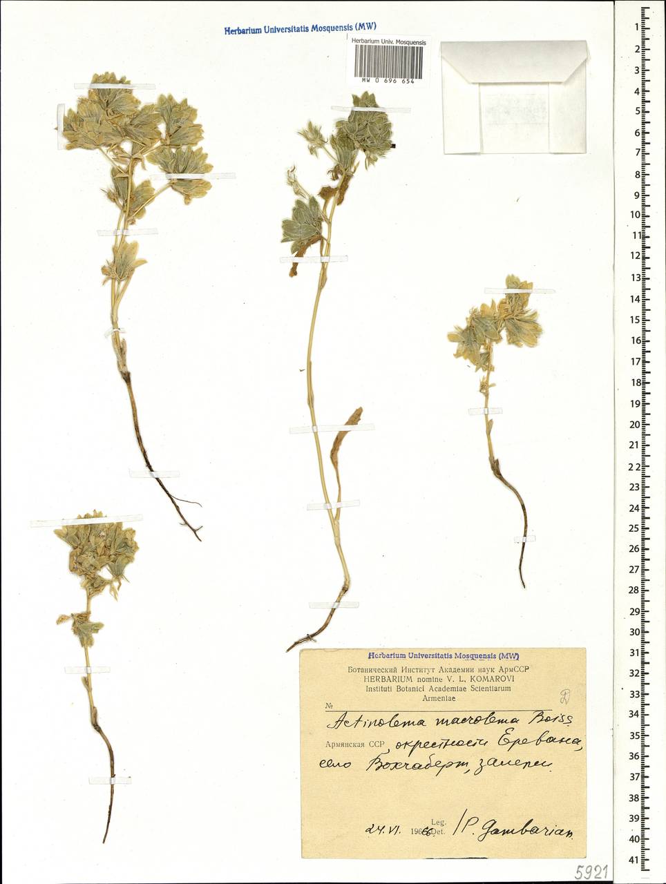 Actinolema macrolema Boiss., Caucasus, Armenia (K5) (Armenia)