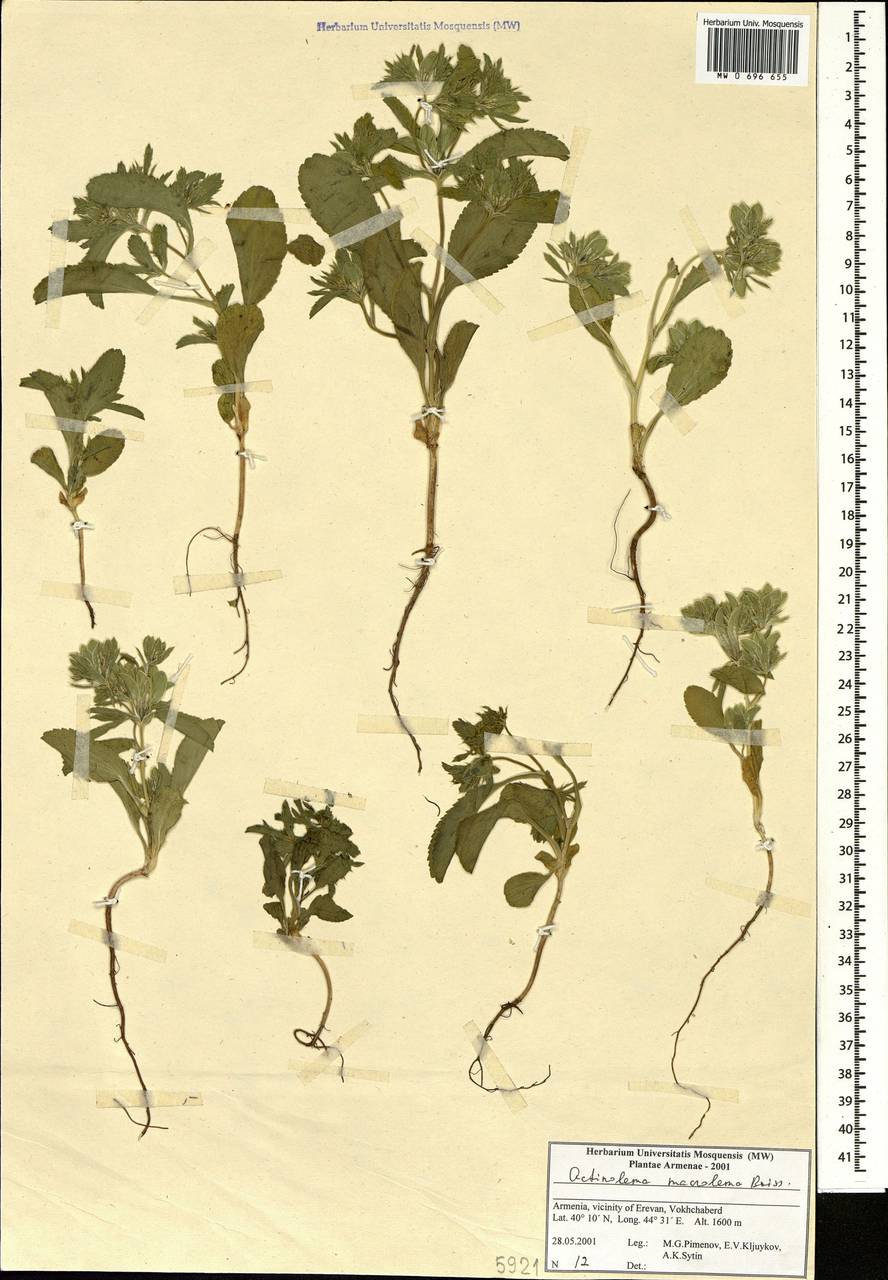 Actinolema macrolema Boiss., Caucasus, Armenia (K5) (Armenia)