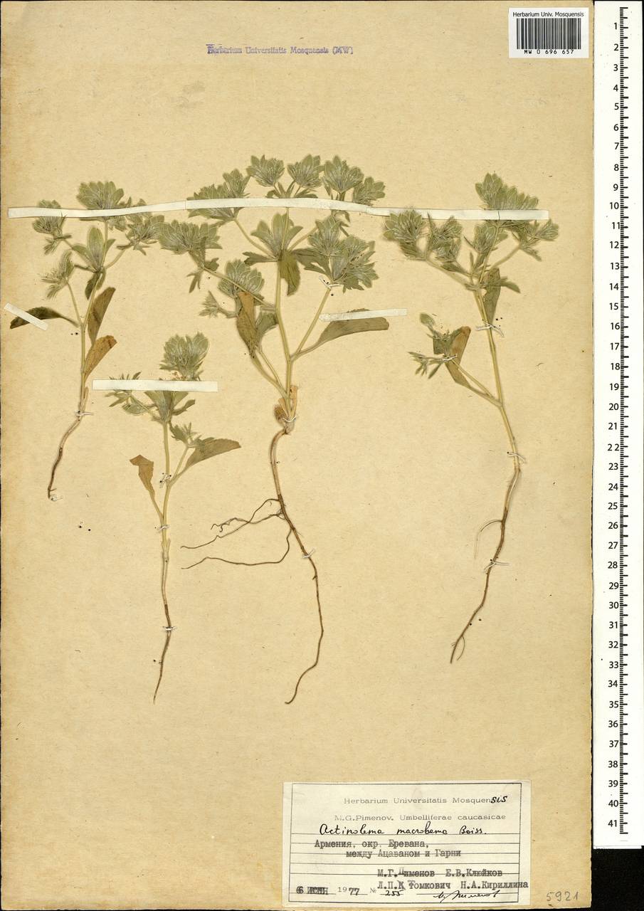 Actinolema macrolema Boiss., Caucasus, Armenia (K5) (Armenia)