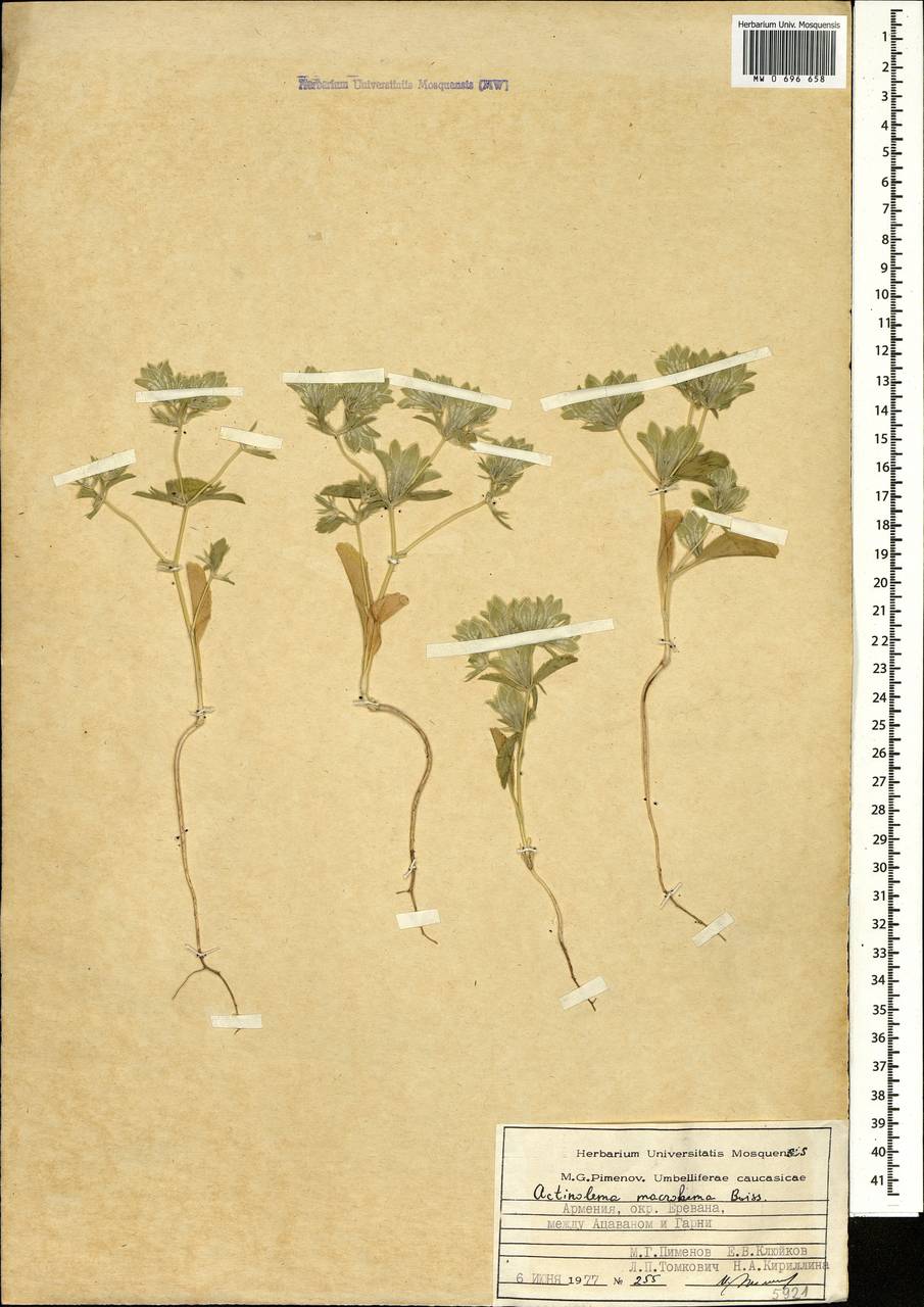Actinolema macrolema Boiss., Caucasus, Armenia (K5) (Armenia)