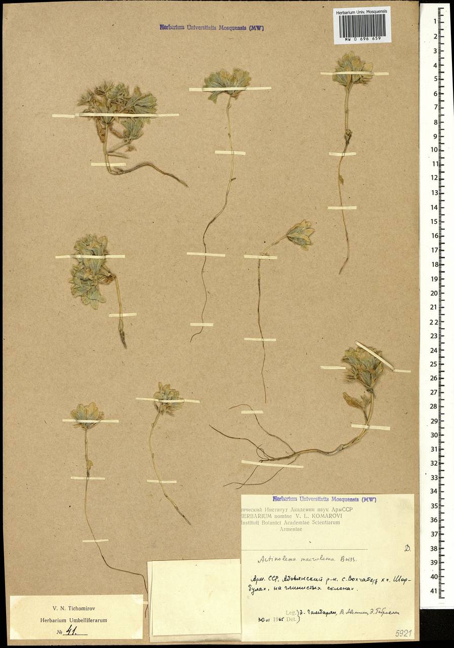 Actinolema macrolema Boiss., Caucasus, Armenia (K5) (Armenia)
