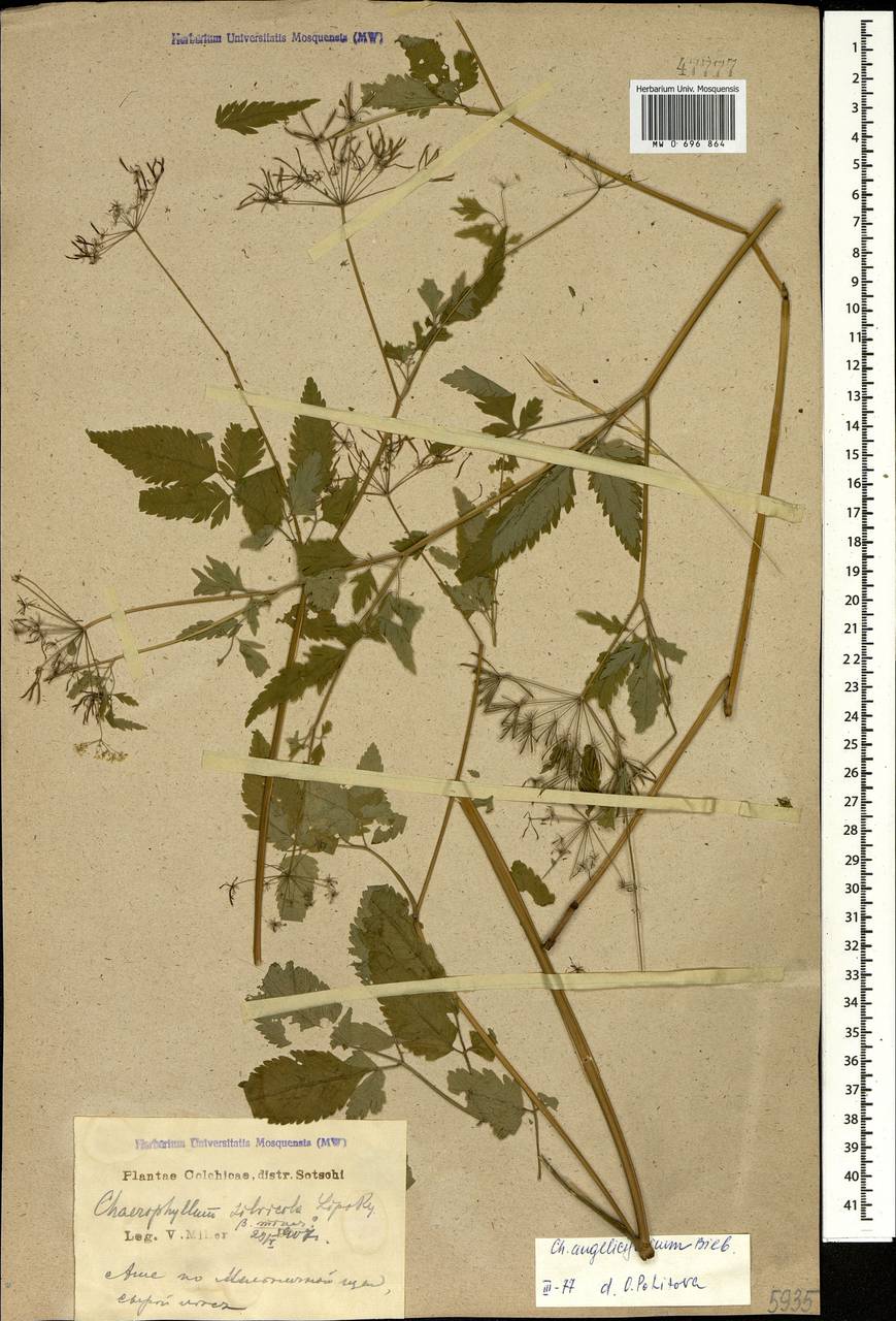 Chaerophyllum angelicifolium M.Bieb., Caucasus, Black Sea Shore (from Novorossiysk to Adler) (K3) (Russia)