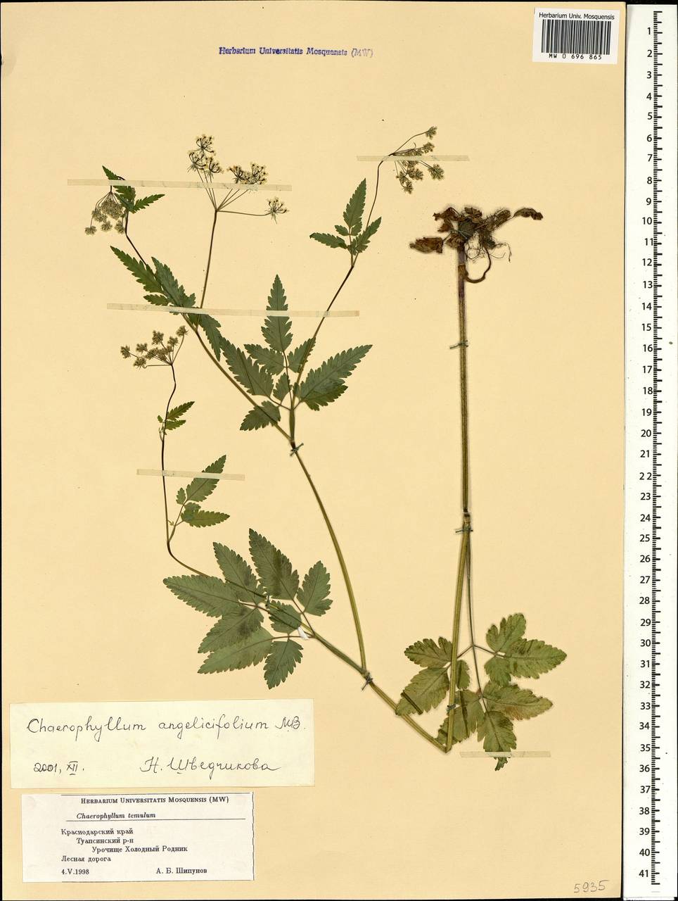 Chaerophyllum angelicifolium M.Bieb., Caucasus, Black Sea Shore (from Novorossiysk to Adler) (K3) (Russia)