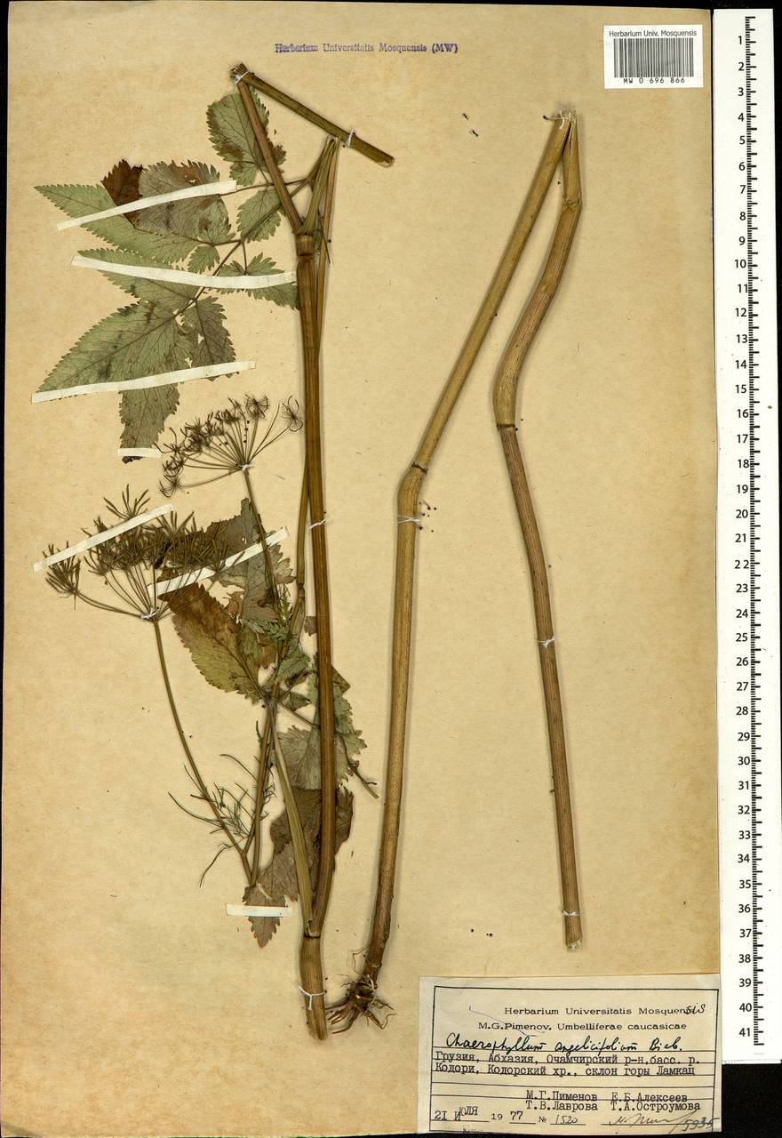 Chaerophyllum angelicifolium M.Bieb., Caucasus, Abkhazia (K4a) (Abkhazia)