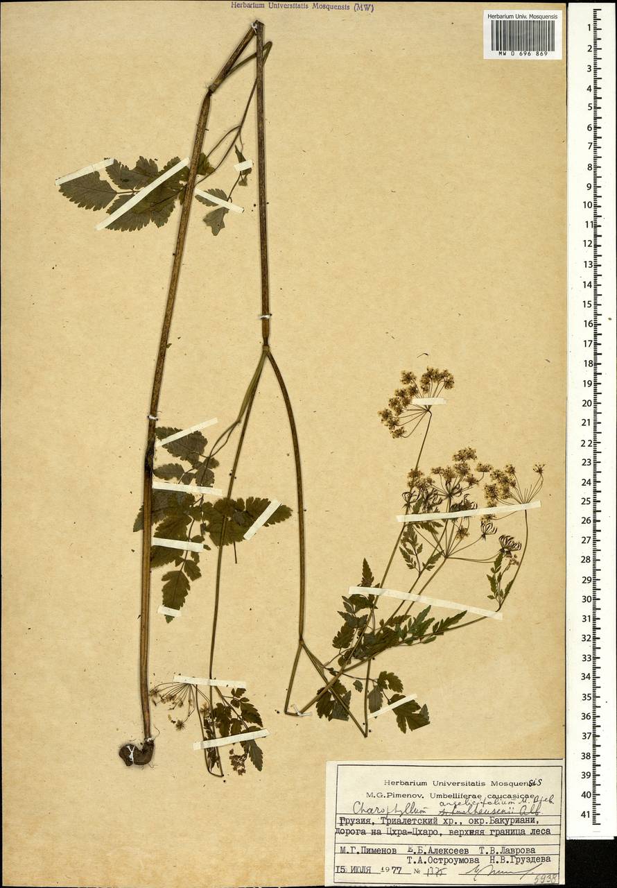 Chaerophyllum angelicifolium M.Bieb., Caucasus, Georgia (K4) (Georgia)