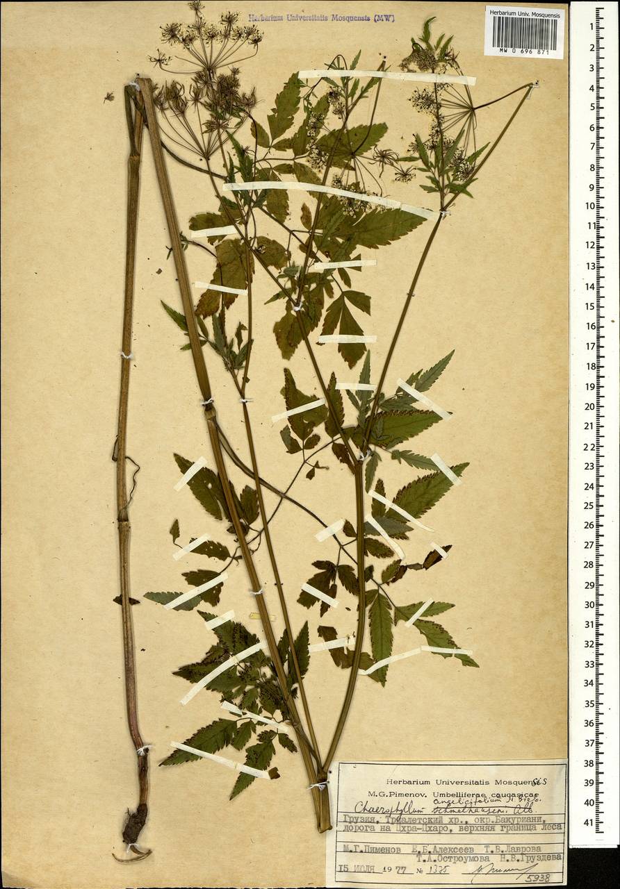 Chaerophyllum angelicifolium M.Bieb., Caucasus, Georgia (K4) (Georgia)