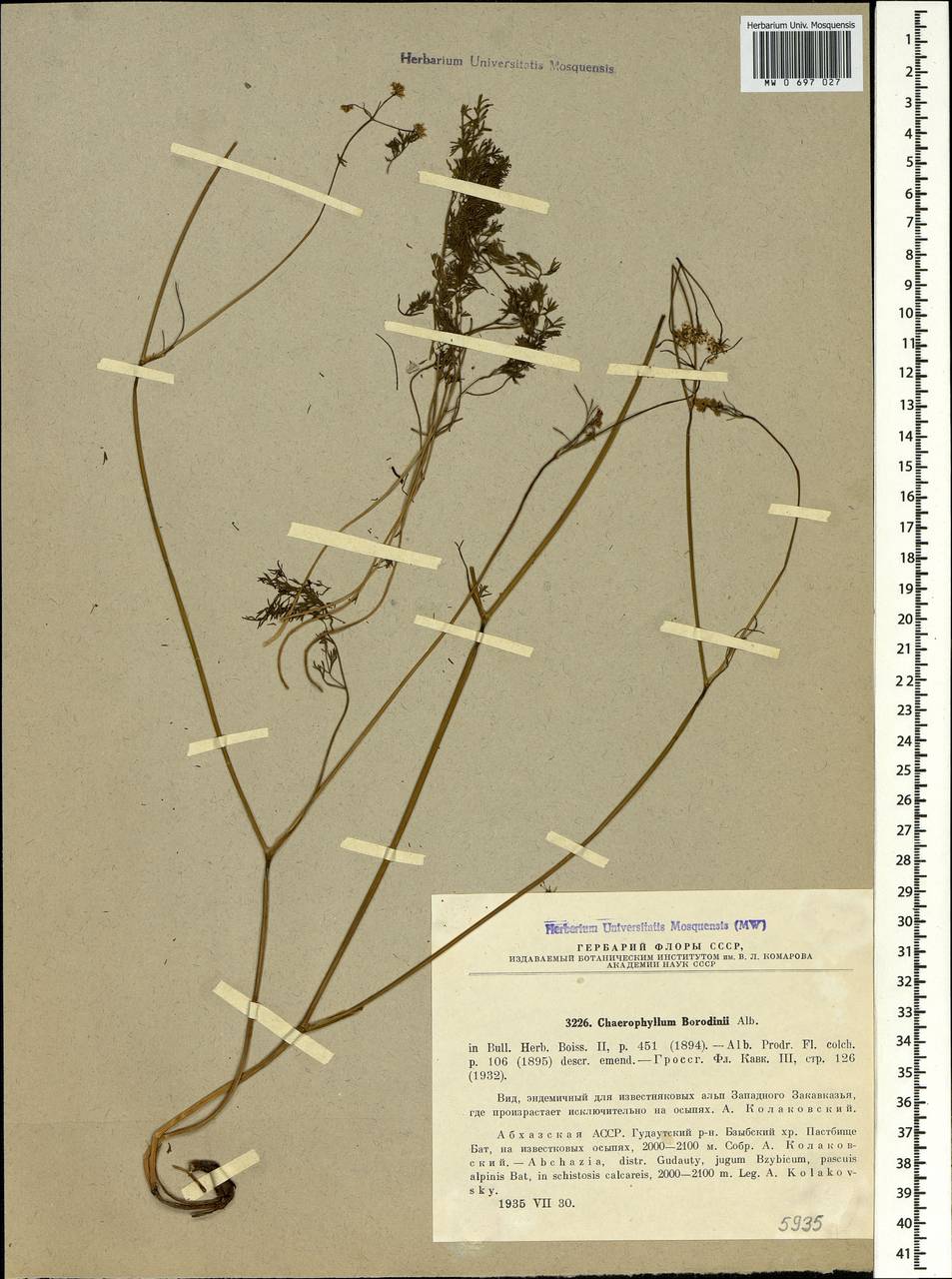 Chaerophyllum borodinii Albov, Caucasus, Abkhazia (K4a) (Abkhazia)