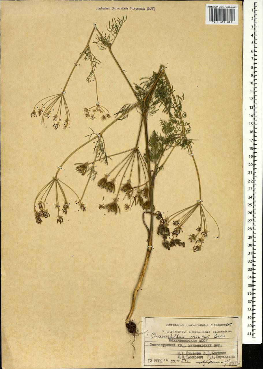 Chaerophyllum crinitum Boiss., Caucasus, Azerbaijan (K6) (Azerbaijan)