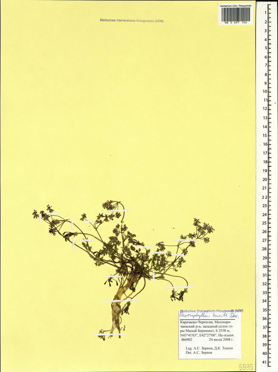 Chaerophyllum humile M.Bieb., Caucasus, Stavropol Krai, Karachay-Cherkessia & Kabardino-Balkaria (K1b) (Russia)