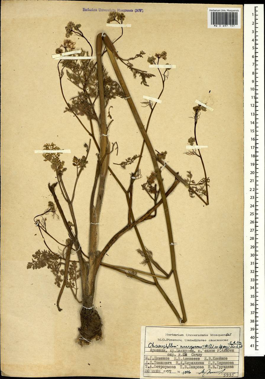 Chaerophyllum macrospermum (Willd. ex Spreng.) Fisch. & C.A.Mey., Caucasus, Armenia (K5) (Armenia)
