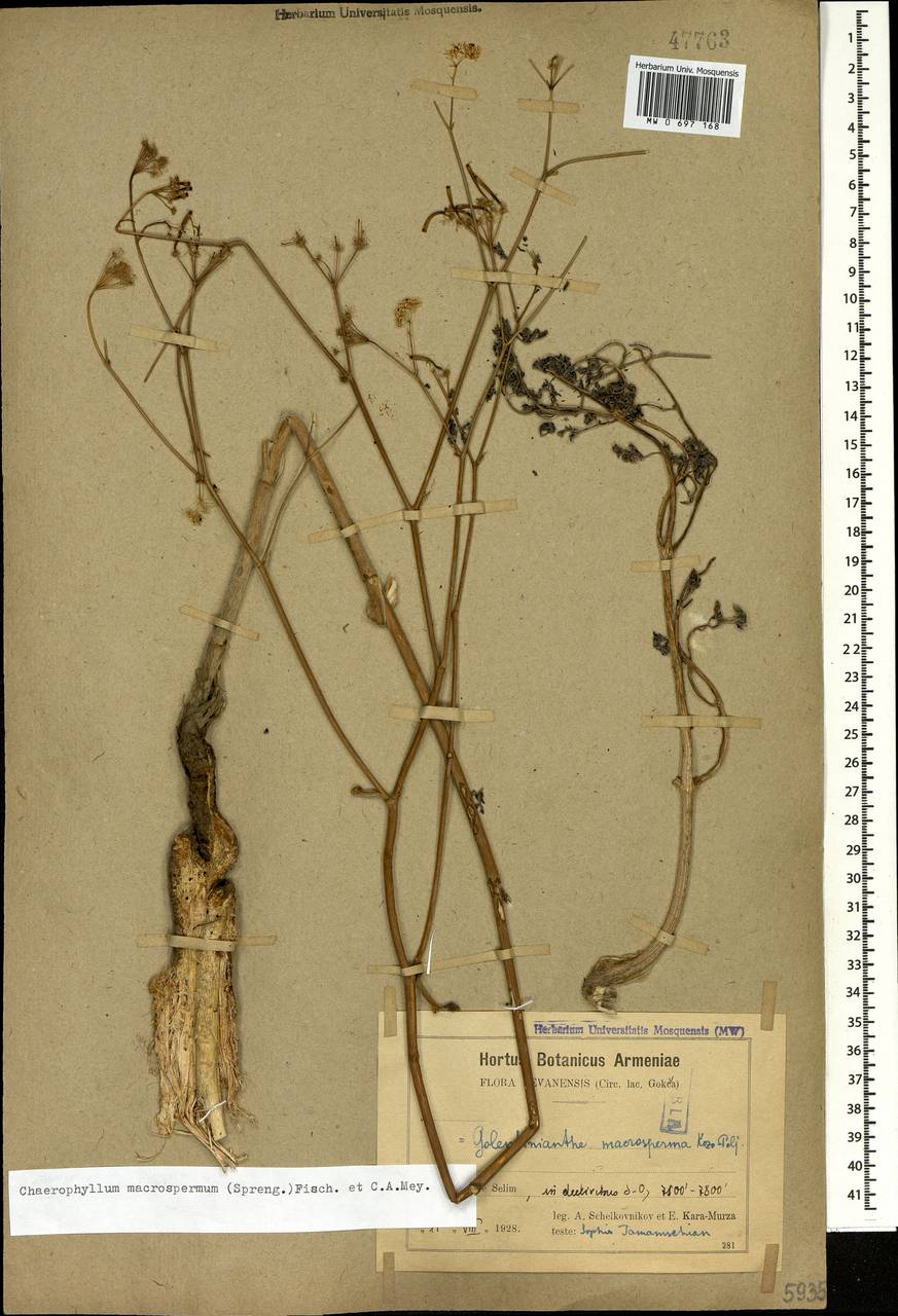 Chaerophyllum macrospermum (Willd. ex Spreng.) Fisch. & C. A. Mey., Caucasus, Armenia (K5) (Armenia)