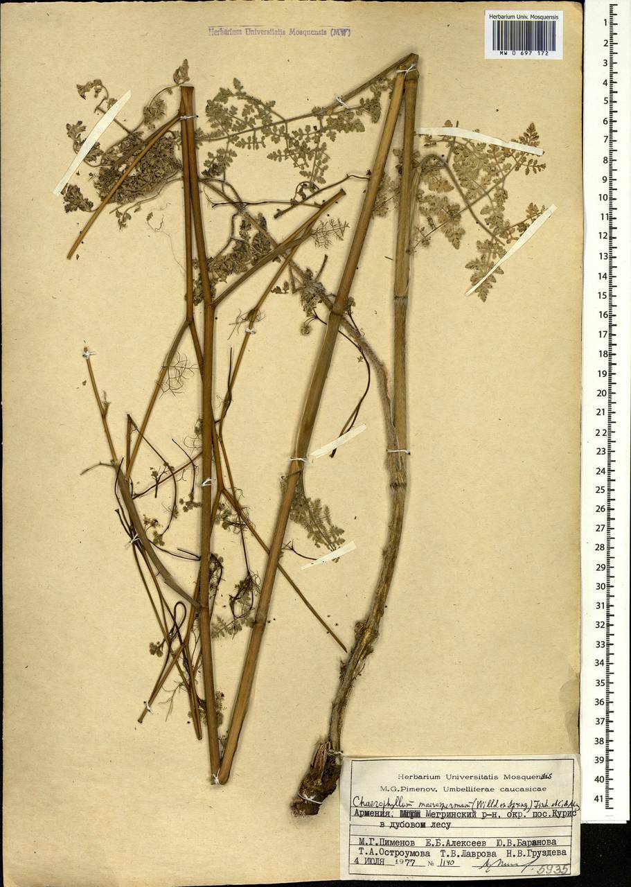 Chaerophyllum macrospermum (Willd. ex Spreng.) Fisch. & C.A.Mey., Caucasus, Armenia (K5) (Armenia)