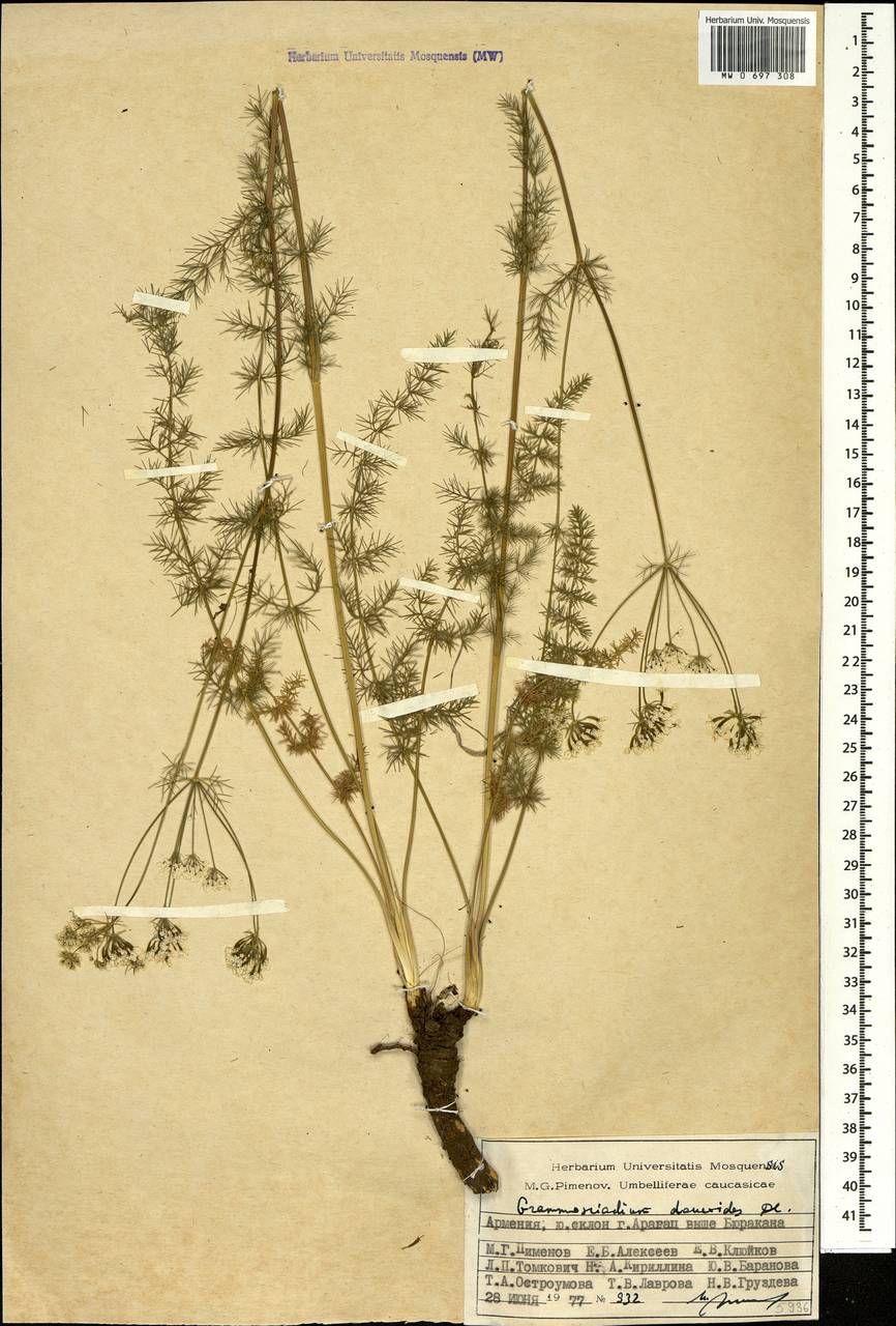 Grammosciadium daucoides DC., Caucasus, Armenia (K5) (Armenia)