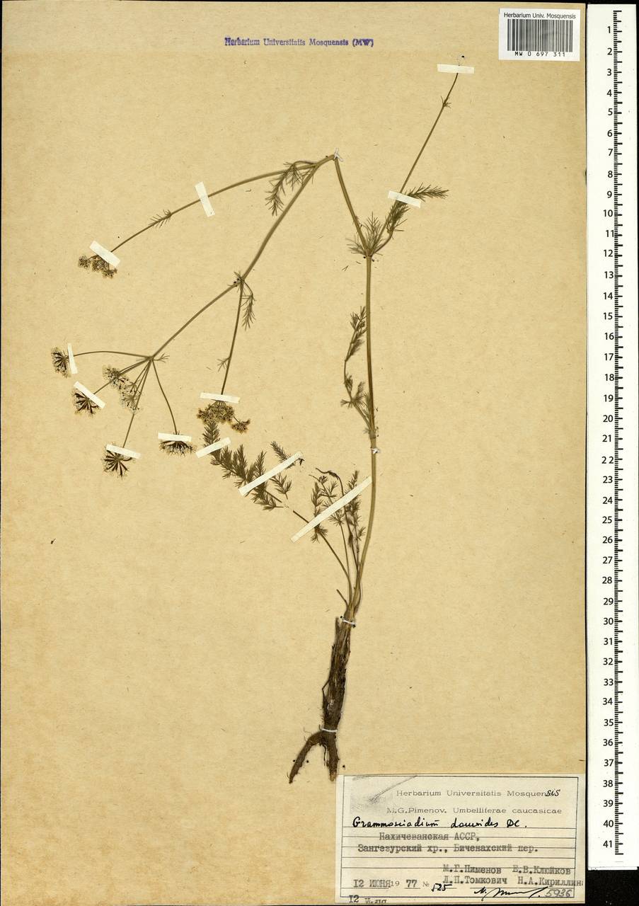 Grammosciadium daucoides DC., Caucasus, Azerbaijan (K6) (Azerbaijan)
