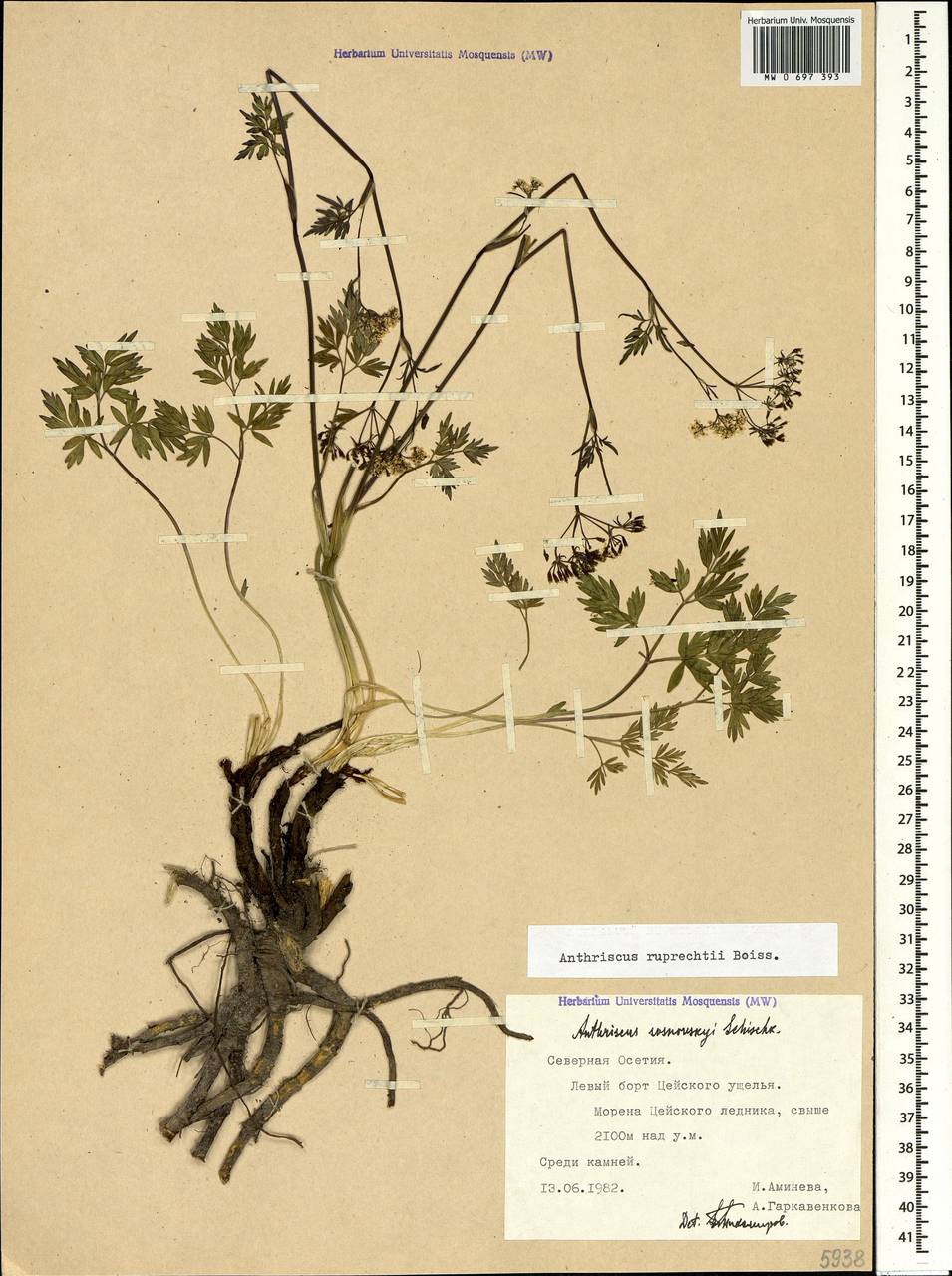 Anthriscus ruprechtii Boiss., Caucasus, North Ossetia, Ingushetia & Chechnya (K1c) (Russia)