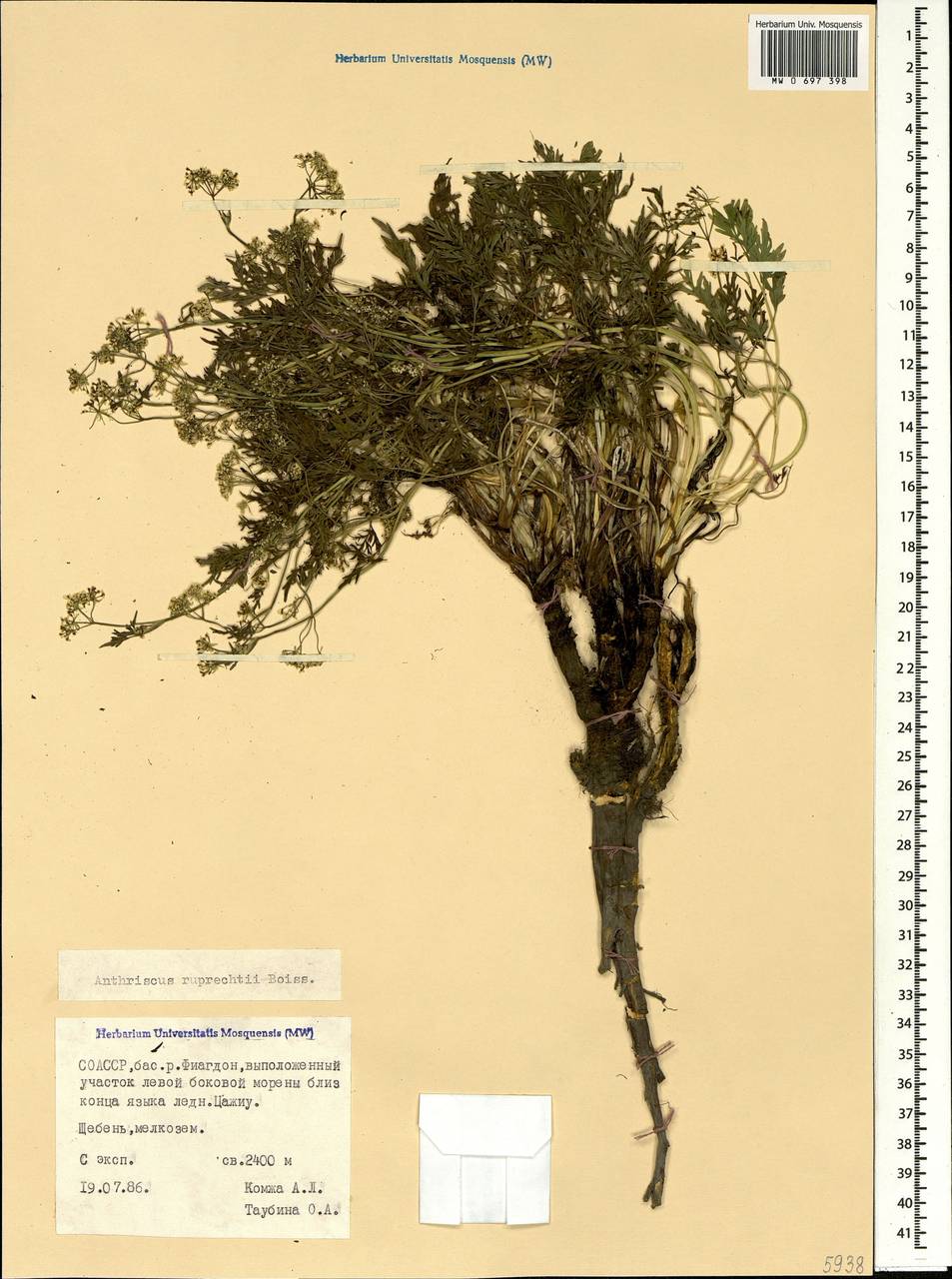 Anthriscus ruprechtii Boiss., Caucasus, North Ossetia, Ingushetia & Chechnya (K1c) (Russia)