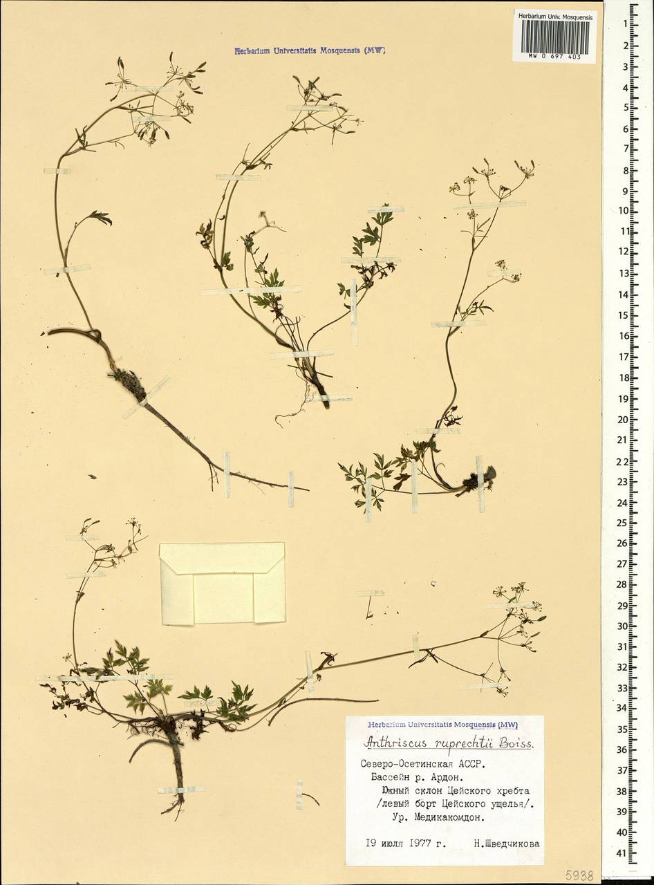 Anthriscus ruprechtii Boiss., Caucasus, North Ossetia, Ingushetia & Chechnya (K1c) (Russia)