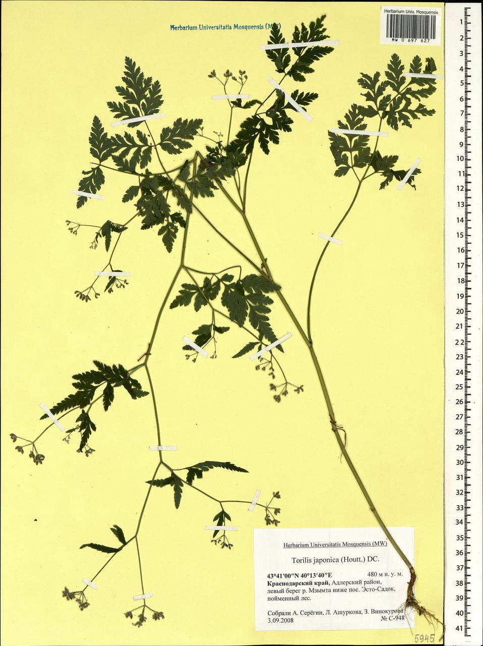 Торилис японский -Torilis japonica (Houtt.) DC.